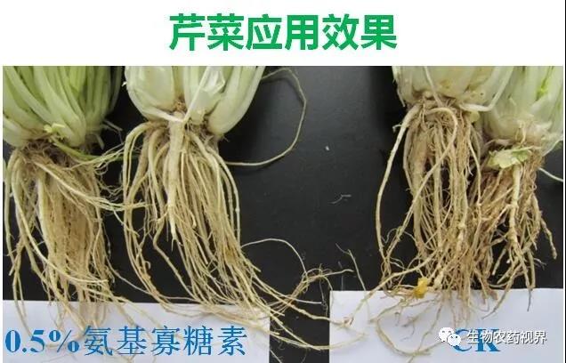 氨基寡糖素 - 植物的免疫衛士,根結線蟲的克星