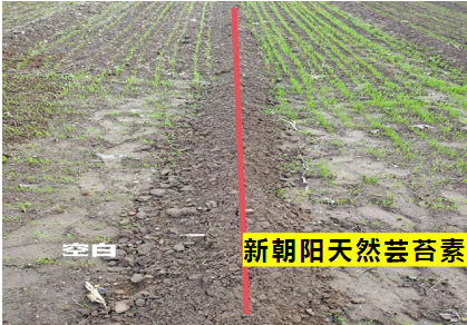 小麥拌種選新朝陽天然蕓苔素,讓小麥高產贏在起跑線上!(小麥在什么時候用蕓苔素效果最佳)