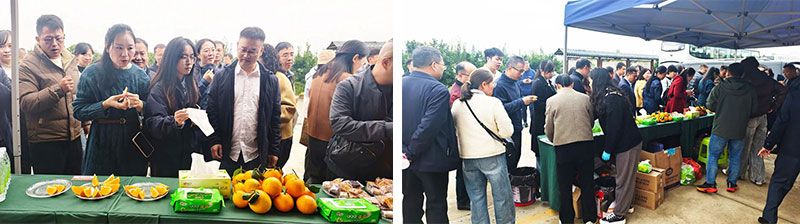 新朝陽生物技術助力綠色防控，推動柑橘產(chǎn)業(yè)綠色高質量發(fā)展